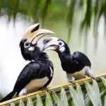 bird hornbill koh yao