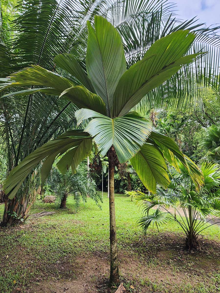 Rare Palm at Palmatum of River Kwai at River Kwai Resotel Riverside ...